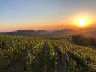 uvas para vino atardecer rinaldi uvas para vino atardecer rinaldi